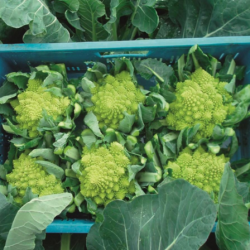 Kalafior Veronica f1 2500 nasion precyzja st